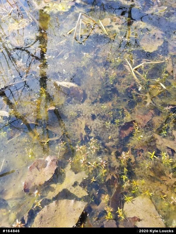 Wood Frog