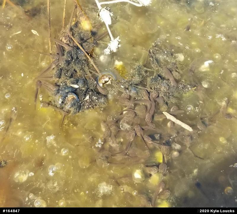 Wood Frog