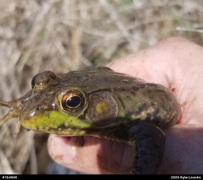 Green Frog
