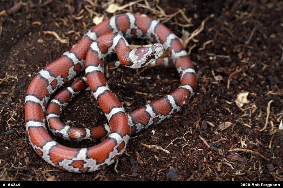 Eastern Milksnake