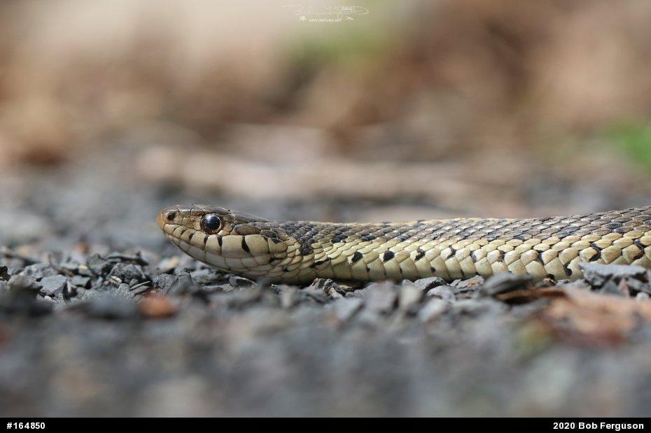 Eastern Gartersnake