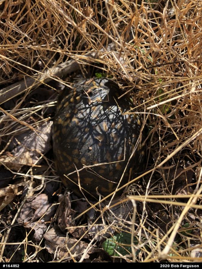 Eastern Box Turtle