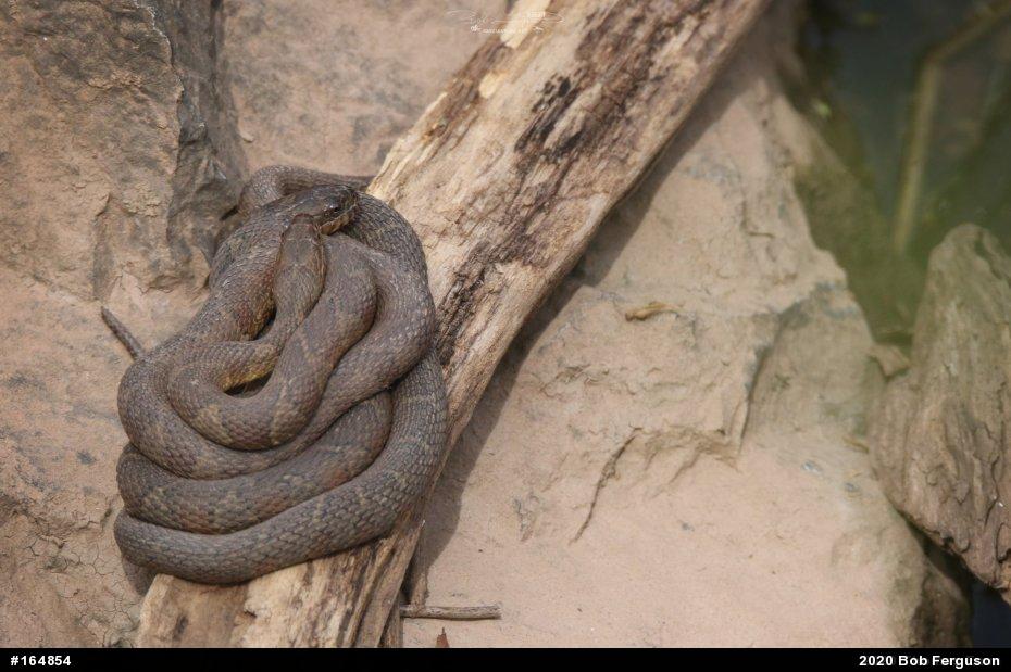 Northern Watersnake