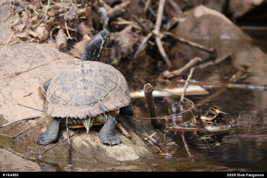 Yellow-bellied Slider