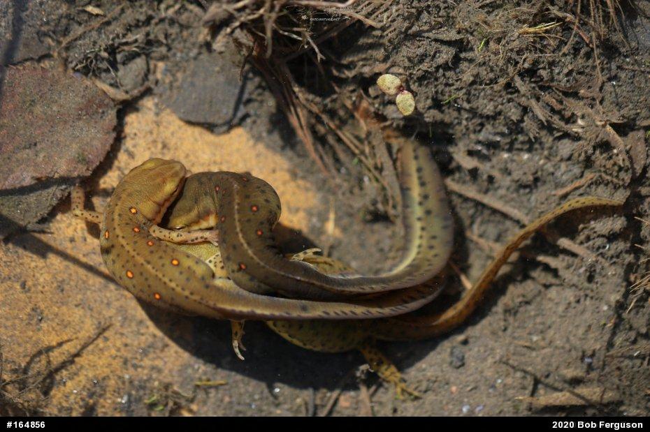 Red-spotted Newt