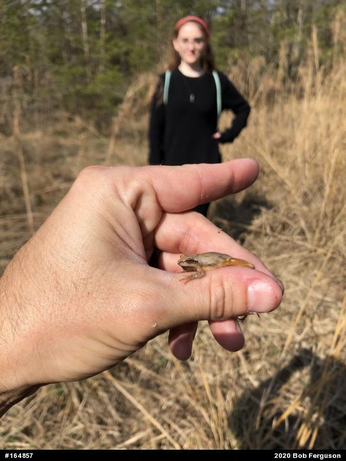 Spring Peeper