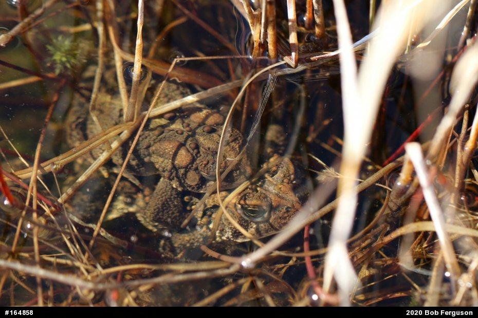 Eastern American Toad