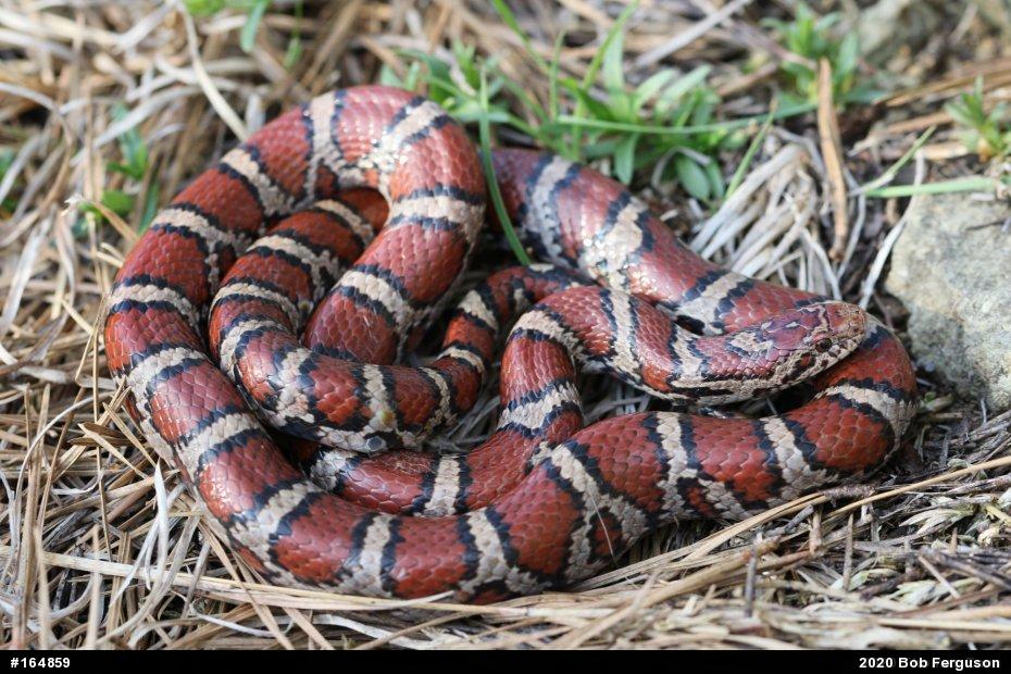 Eastern Milksnake