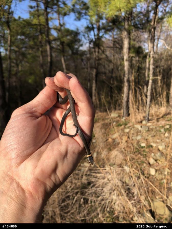 Northern Ring-necked Snake
