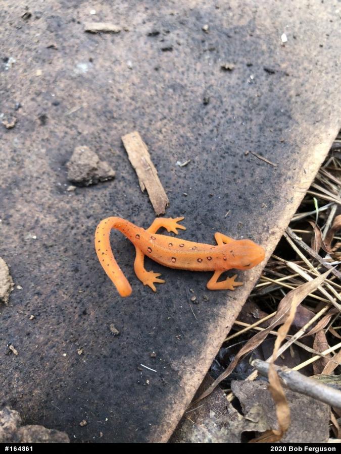 Red-spotted Newt