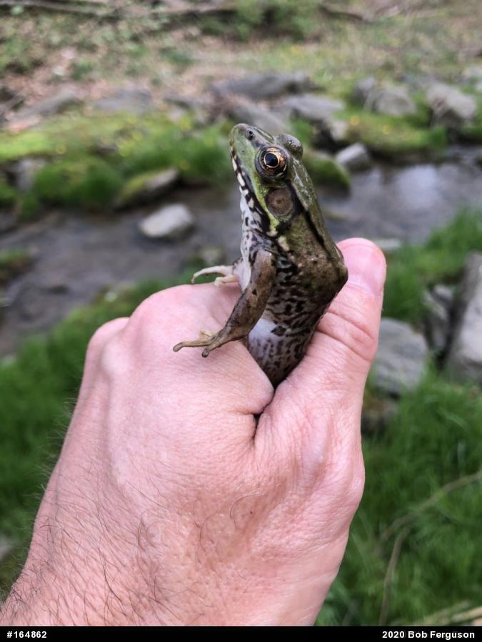 Green Frog
