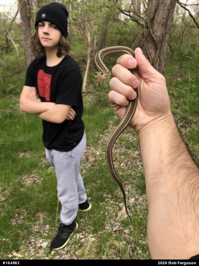 Eastern Gartersnake
