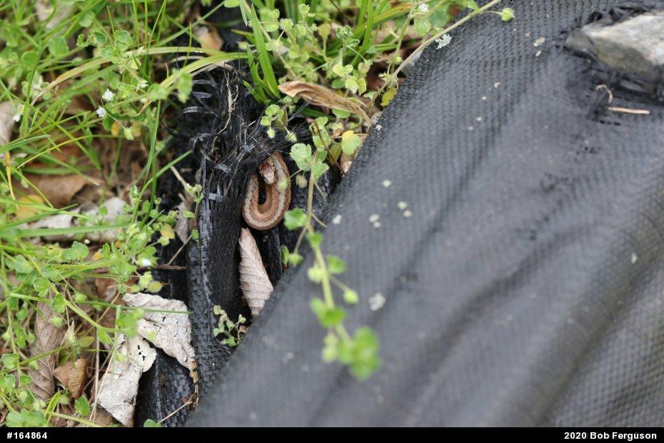 Dekay's Brownsnake