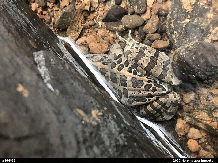 Pickerel Frog