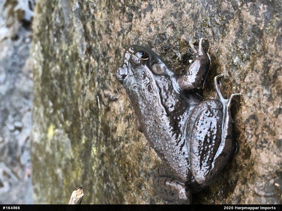 Green Frog