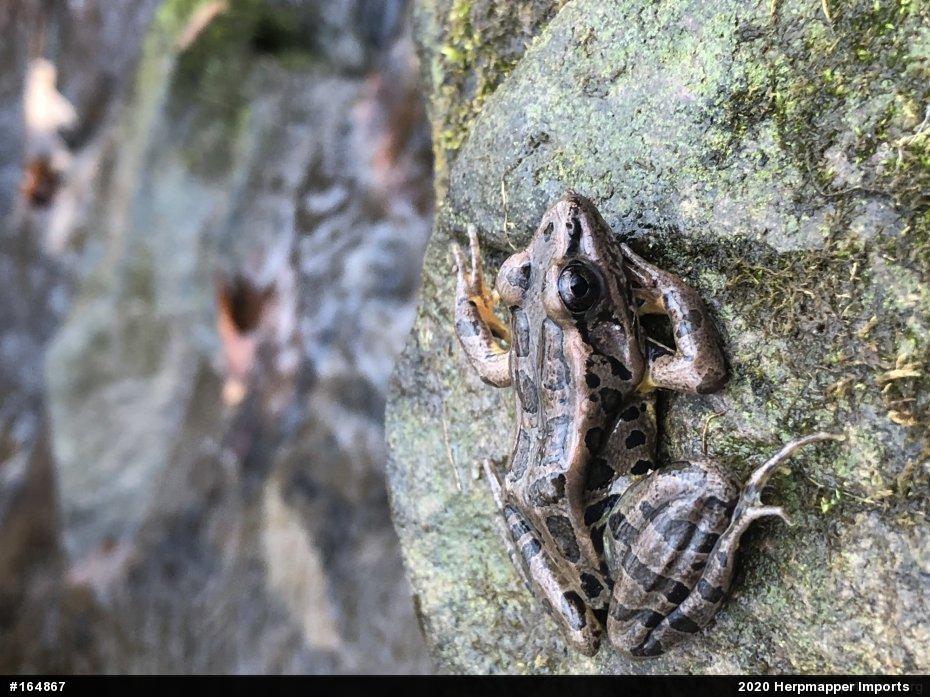 Pickerel Frog