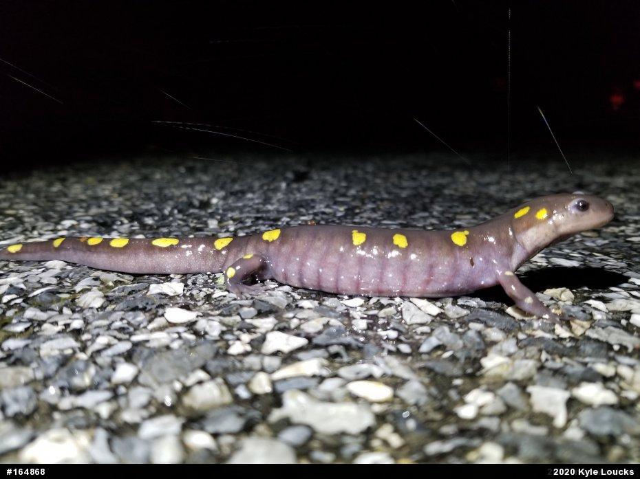 Spotted Salamander