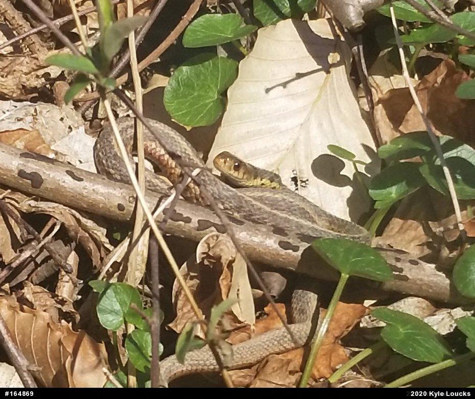 Eastern Gartersnake