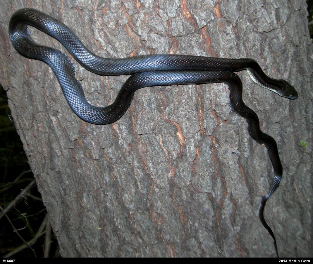 Eastern Ratsnake
