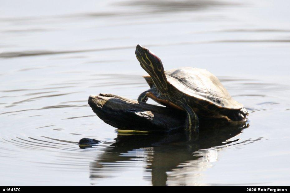 Red-eared Slider