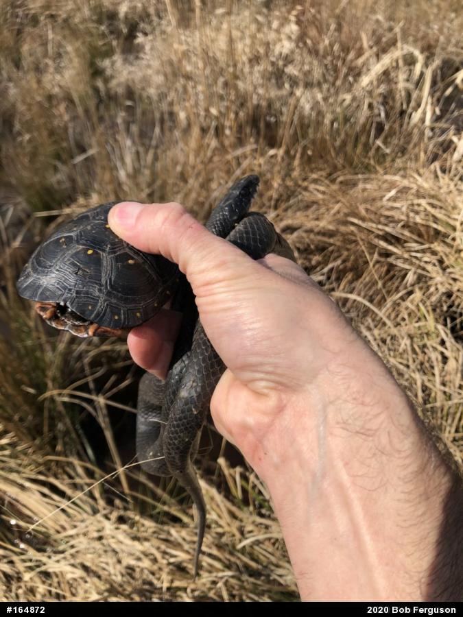 Northern Black Racer