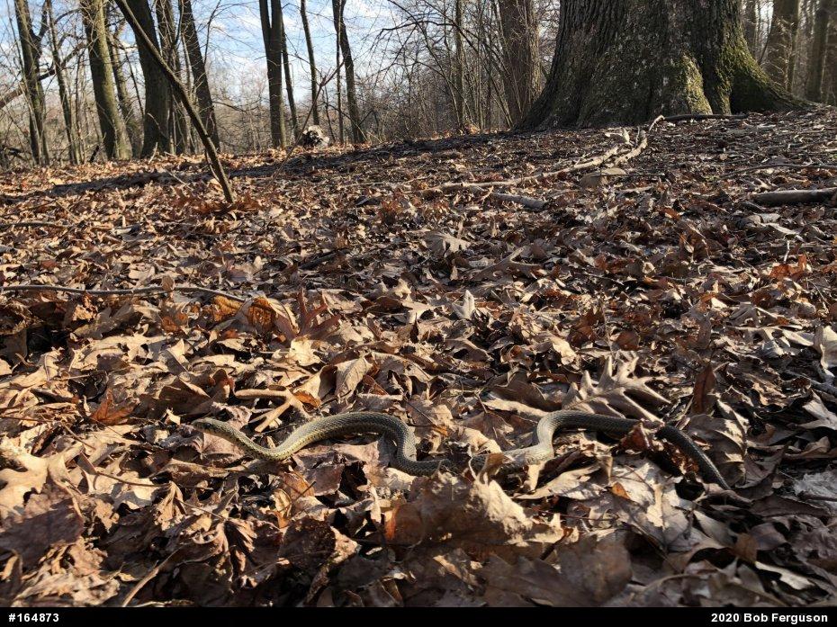 Eastern Gartersnake
