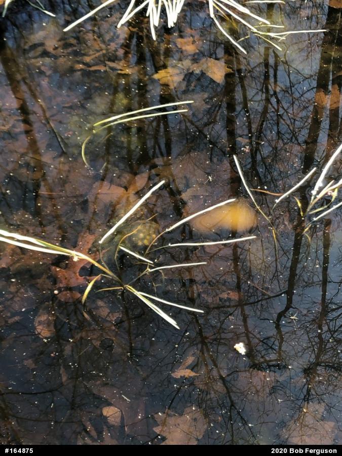 Spotted Salamander