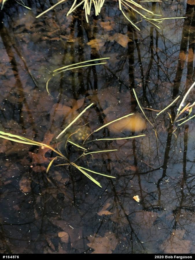 Spotted Salamander