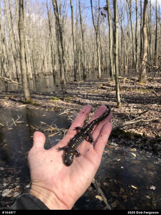 Spotted Salamander