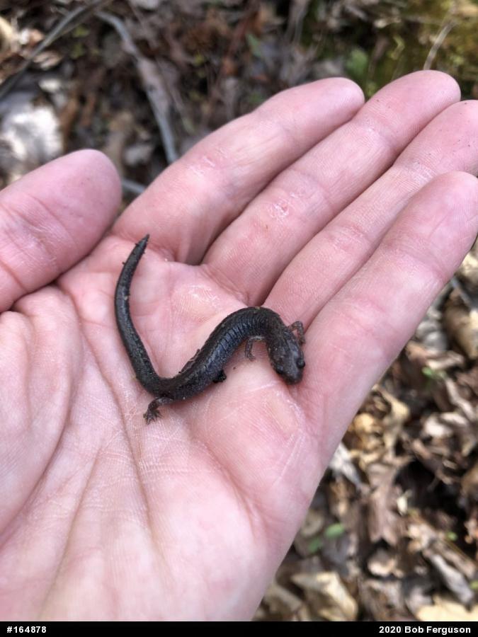 Eastern Red-backed  Salamander