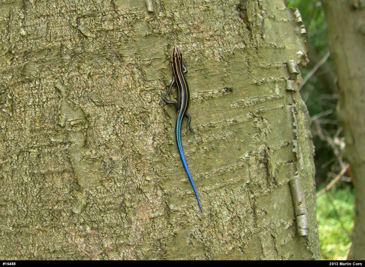 Skinks