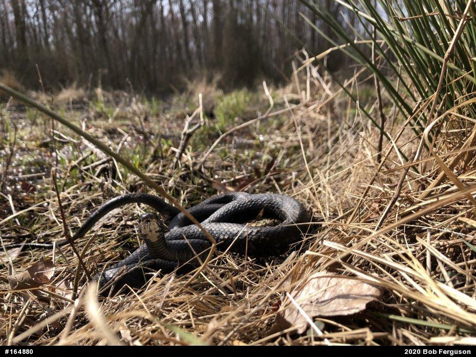 Northern Black Racer