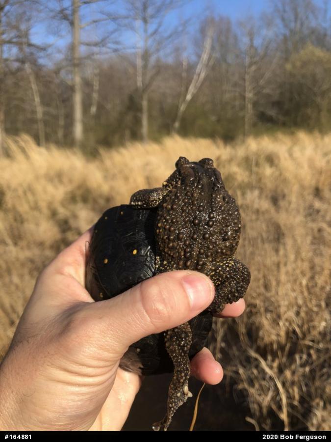 Eastern American Toad
