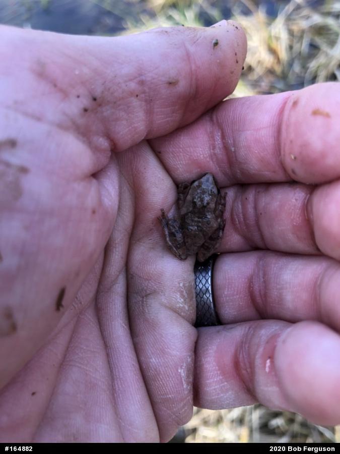 Spring Peeper