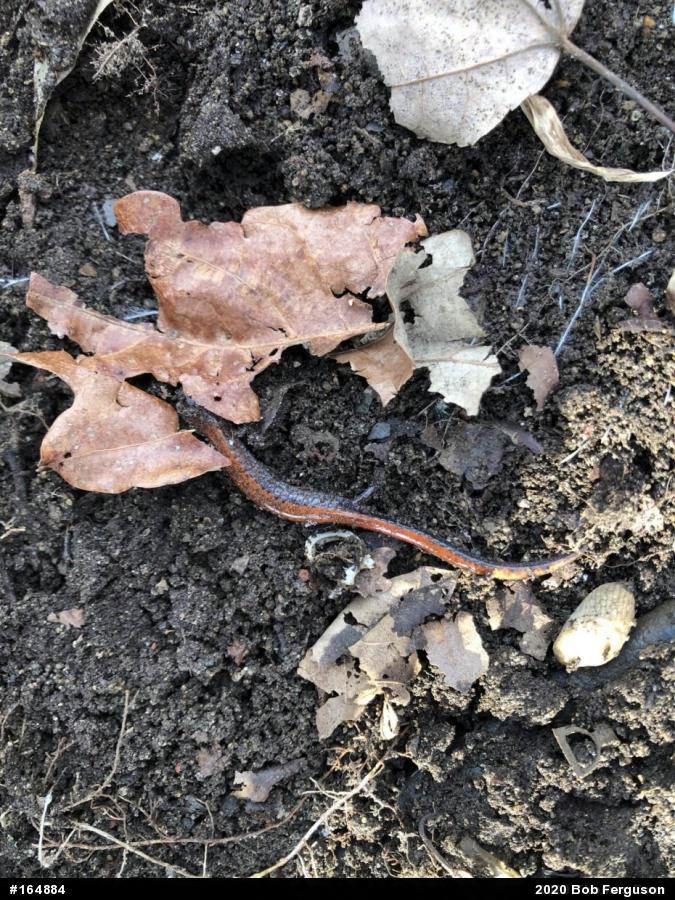 Eastern Red-backed  Salamander