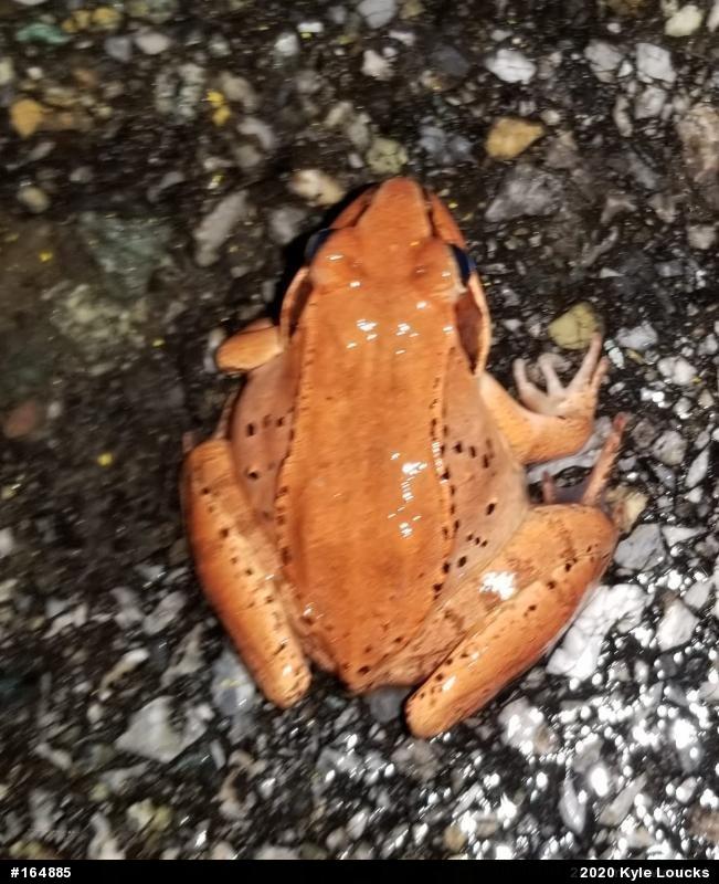 Wood Frog
