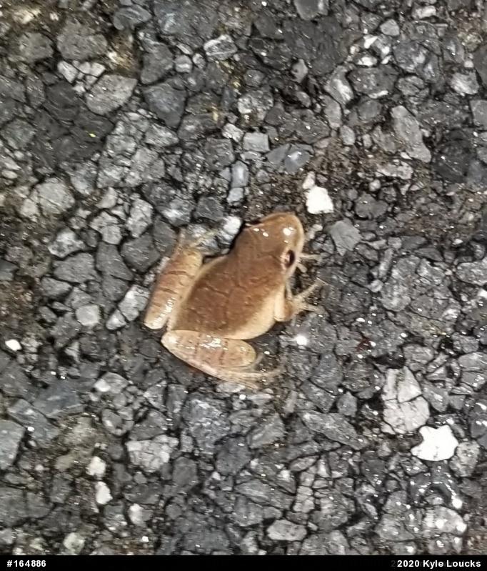 Spring Peeper