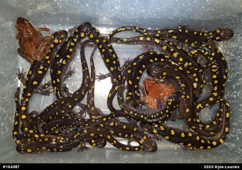 Spotted Salamander