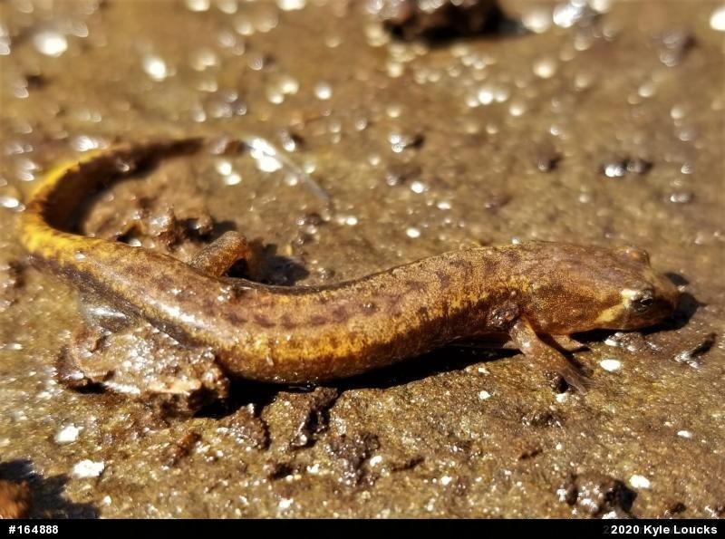 Allegheny Mountain Dusky Salamander
