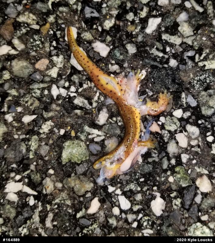 Red-spotted Newt