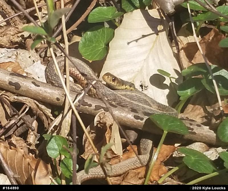 Eastern Gartersnake