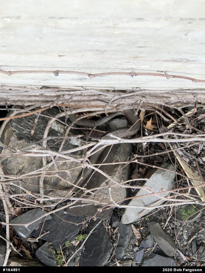 Northern Watersnake