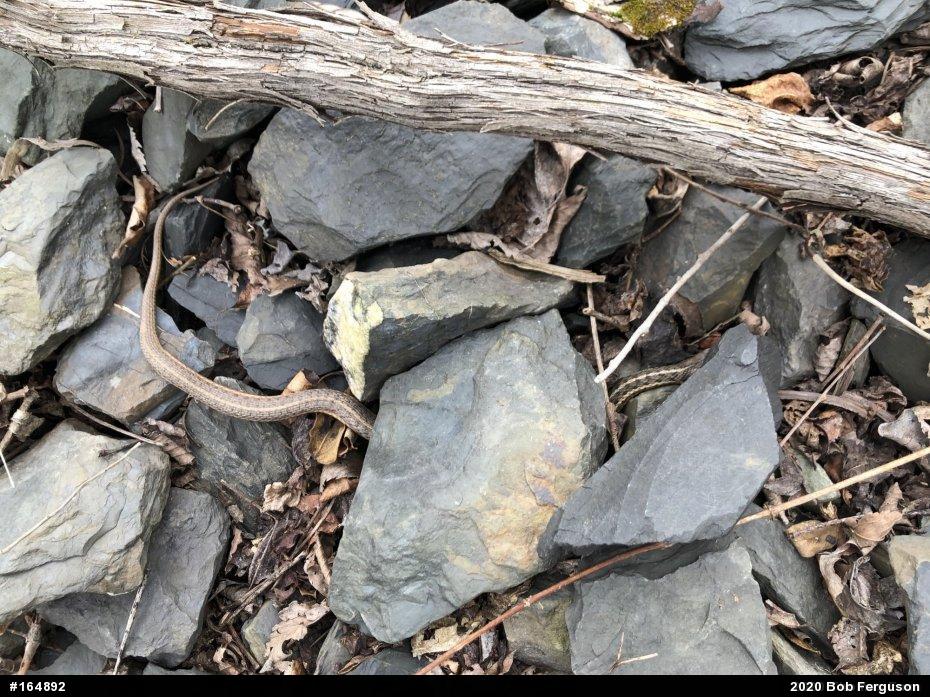 Eastern Gartersnake