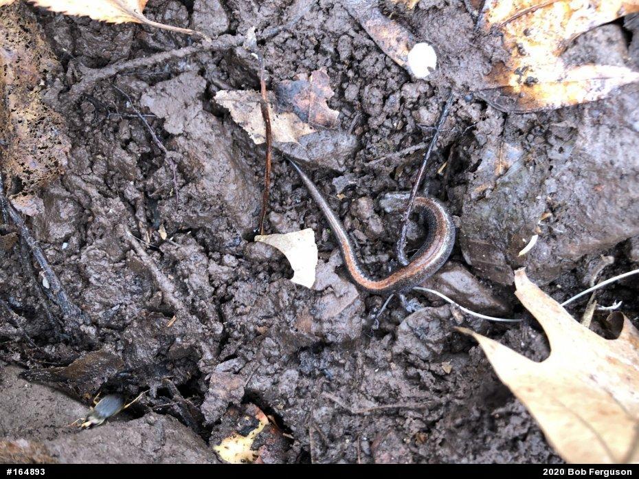 Eastern Red-backed  Salamander