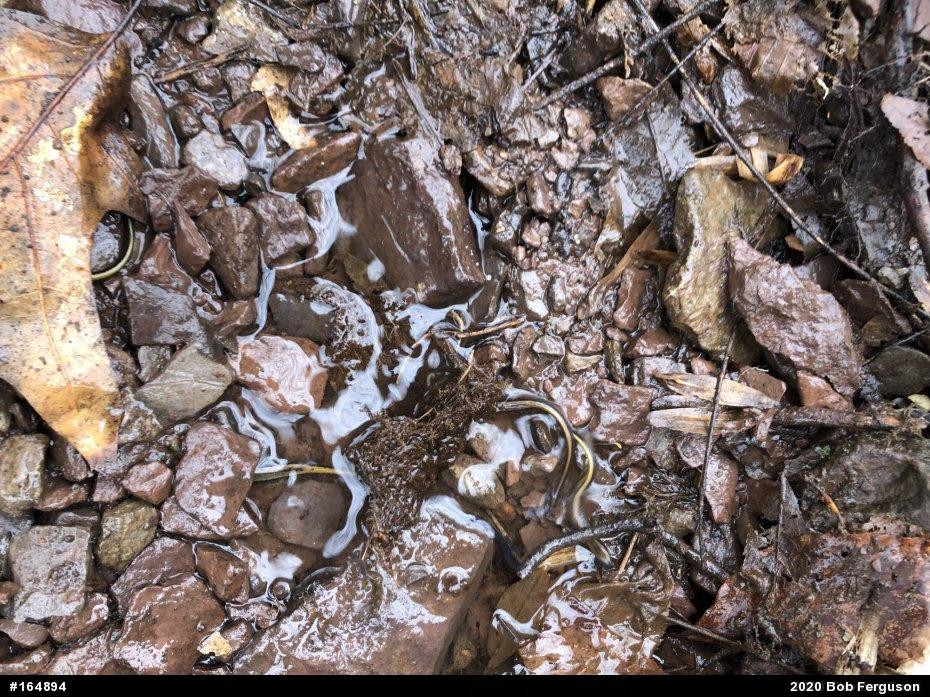 Northern Two-lined Salamander