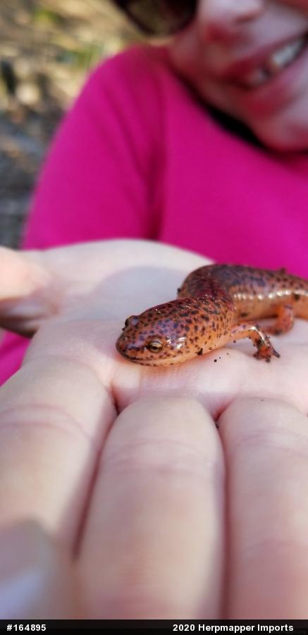 Northern Red Salamander