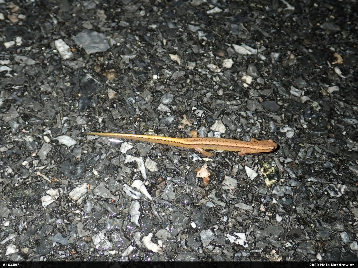Northern Two-lined Salamander