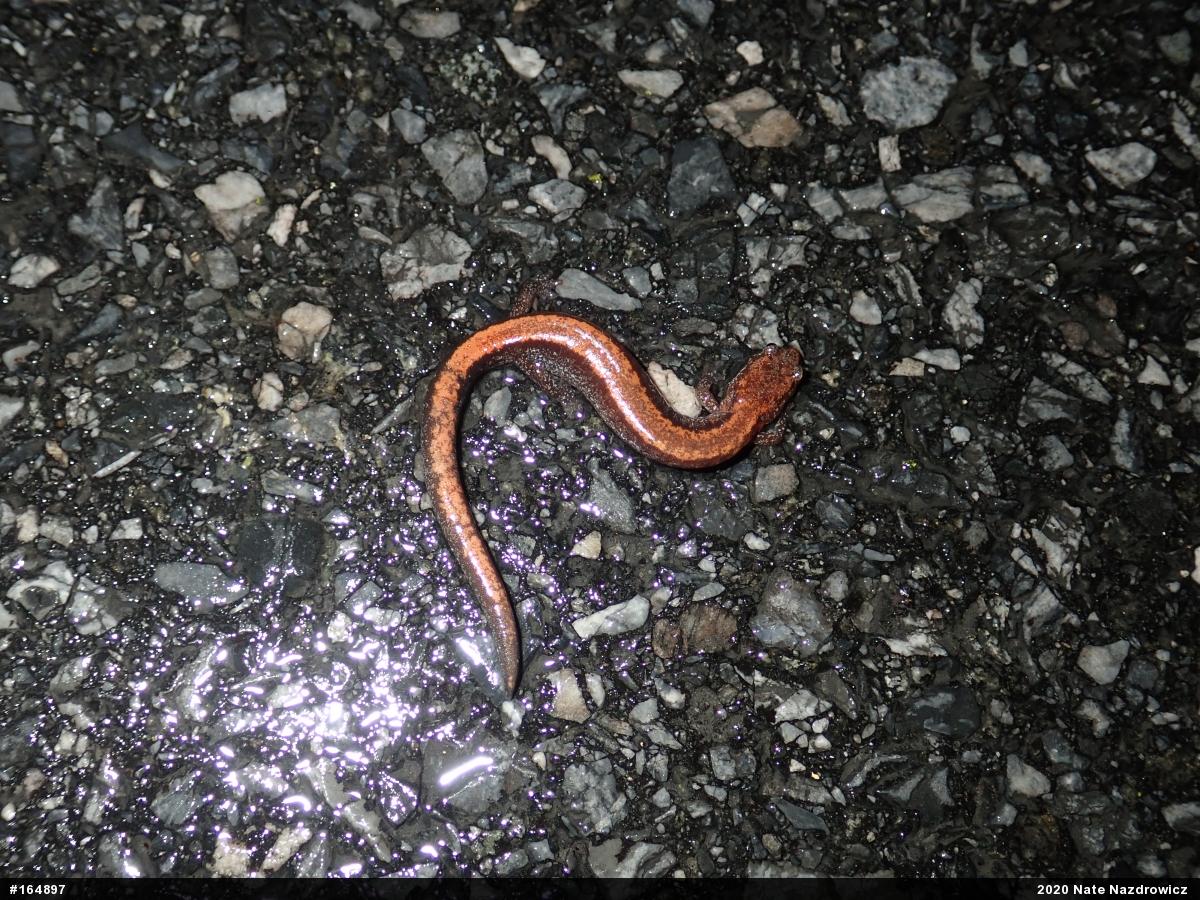 Eastern Red-backed  Salamander