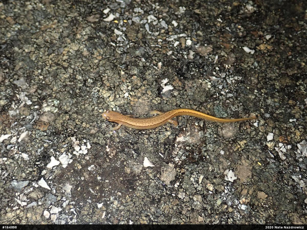 Northern Two-lined Salamander