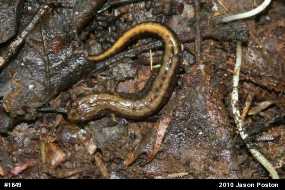 Allegheny Mountain Dusky Salamander